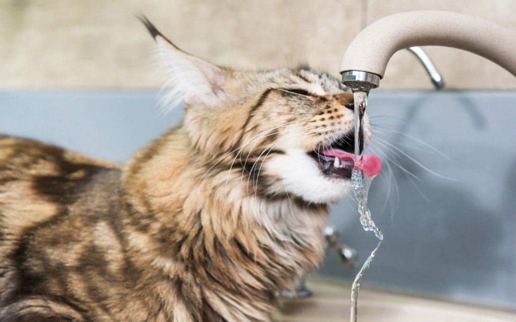 Pet cat drinking water kitchen bathroom tap