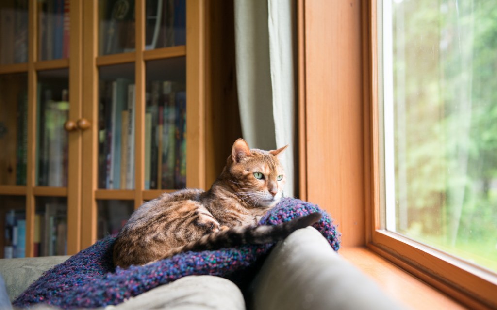 Cat sitting on blue blanket by large window looking outside