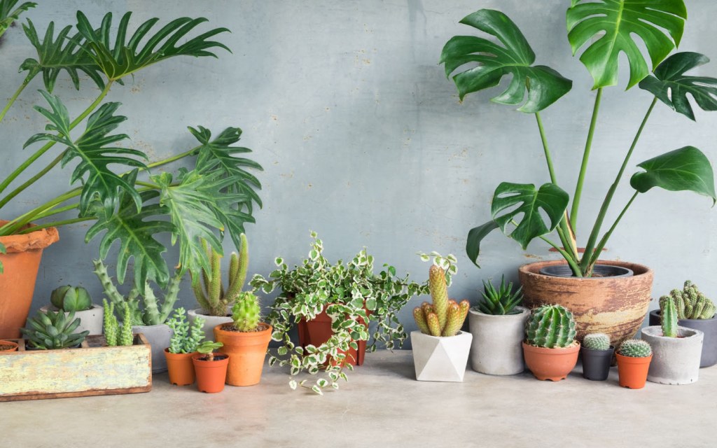Potted Plants at Home