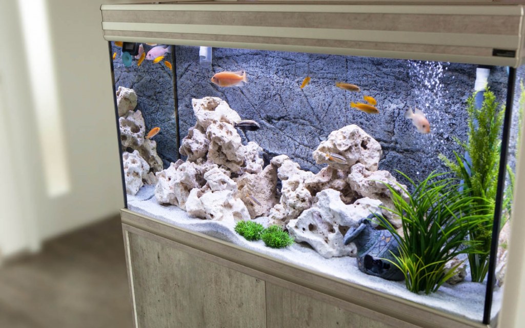 Aquarium with goldfish