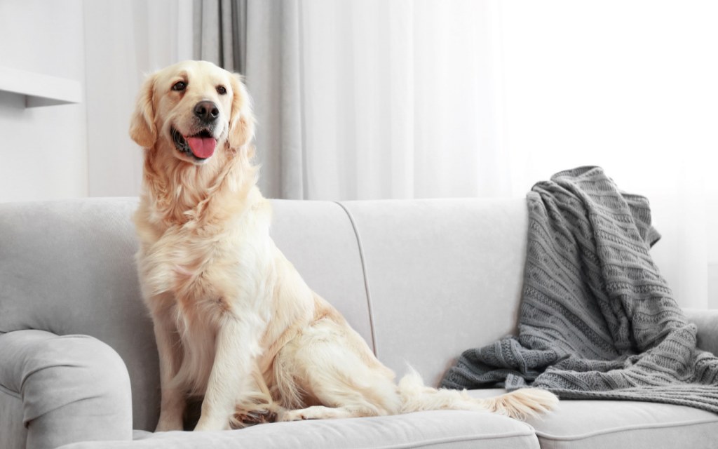 Golden retriever puppy dog sitting on a sofa
