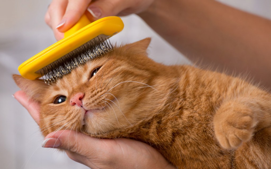 Woman combing grooming her pet cat