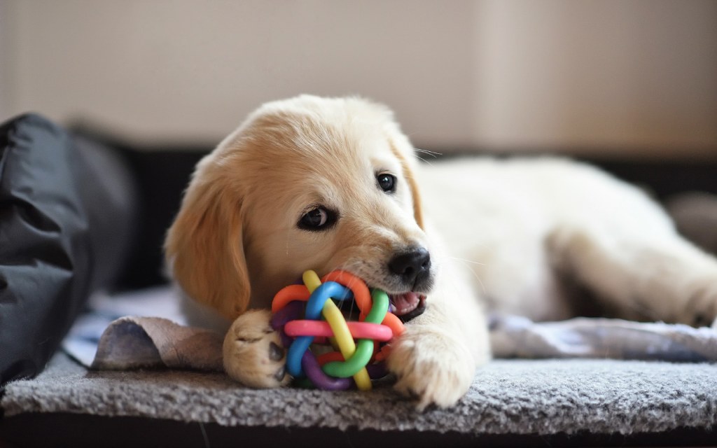 Golden Retriever puppy dog playing with chew toy