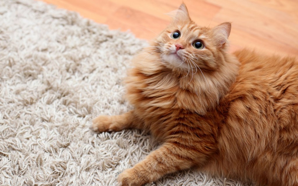 Red cat on carpet looking up pet friendly home
