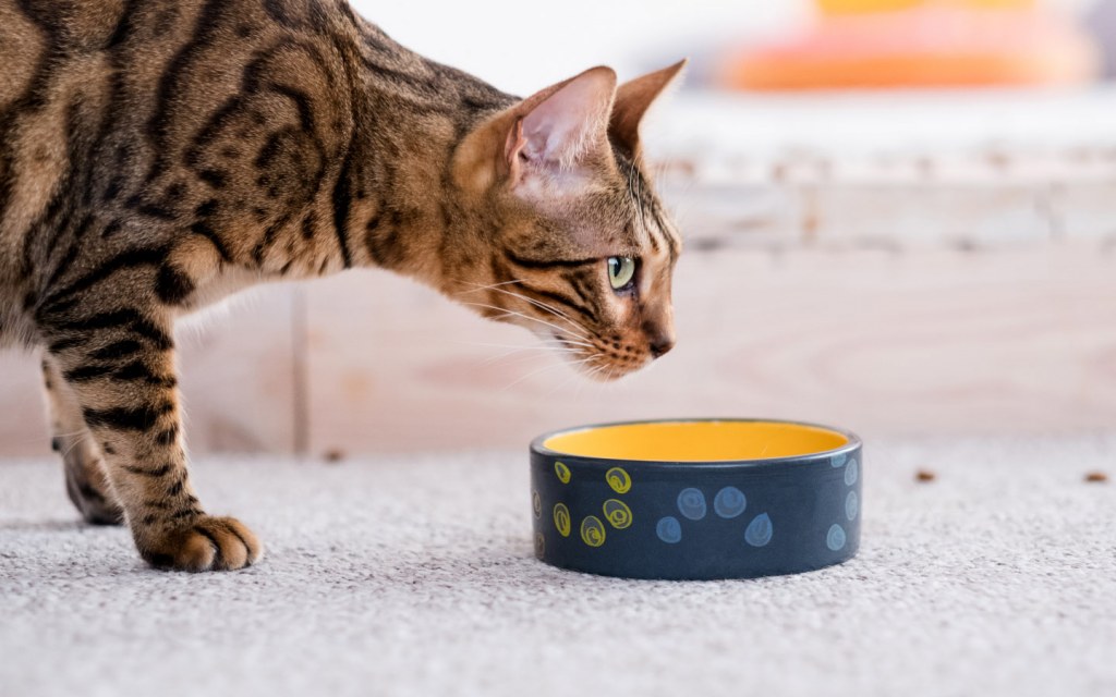 Cat eating dinner pet food bowl