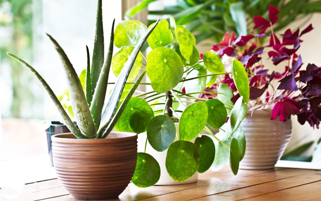 Aloe vera indoor plants home not pet friendly