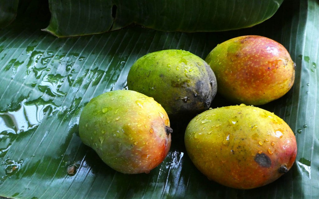 These 8 Varieties Of Mangoes From Different Parts Of - vrogue.co