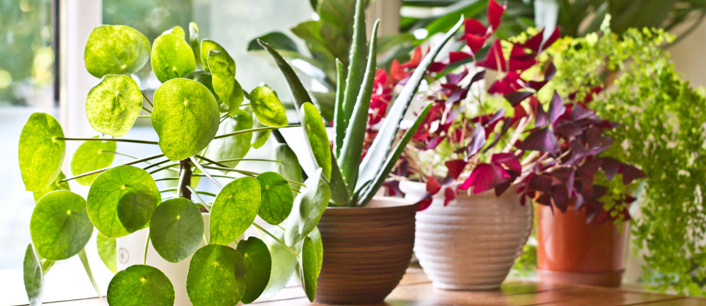 7 of the Best Indoor  Plants  in Pakistan  Zameen Blog