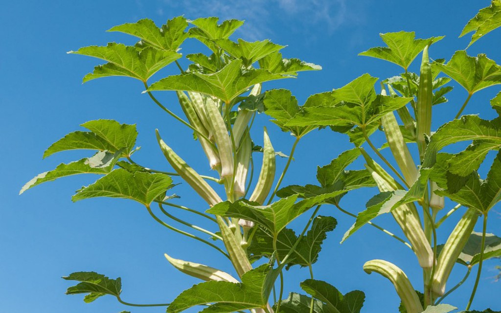 For kitchen garden on a balcony okra is a good option