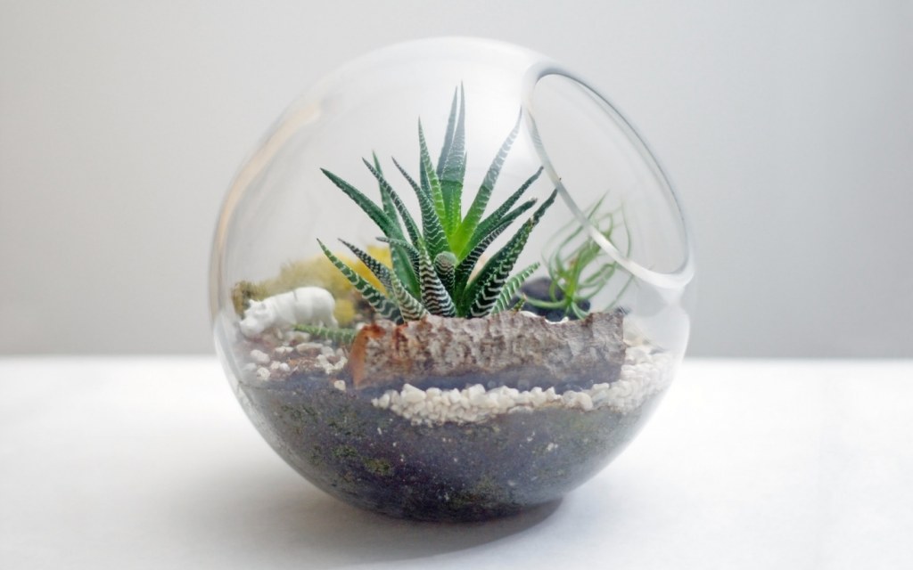 A terrarium is a small rock garden in a bottle