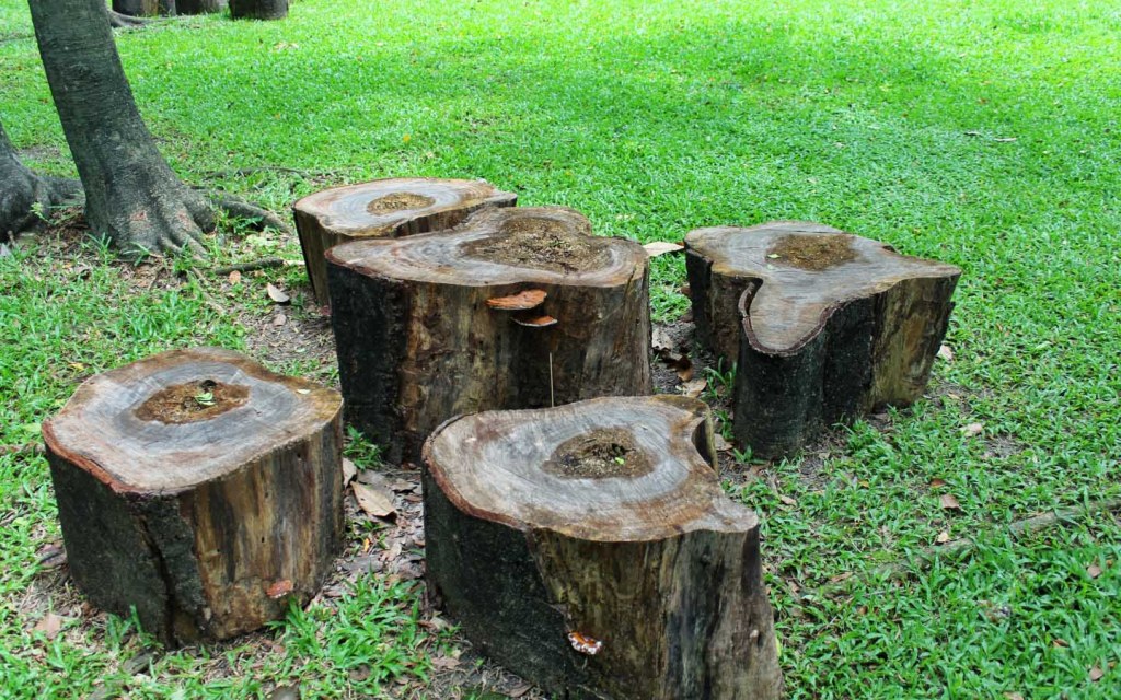 Logs as natural seating arrangement in garden