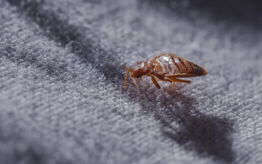 You need to catch a bedbug infestation in its early stages to be able to eradicate it