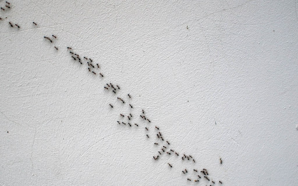 Ants follow a scent trail from the colony to the food source