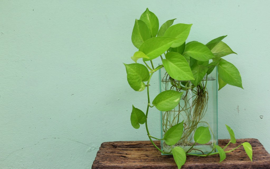 Best Indoor Plants In Stan For Your Homes Zameen Blog - Money Plant Indoor Decoration Ideas