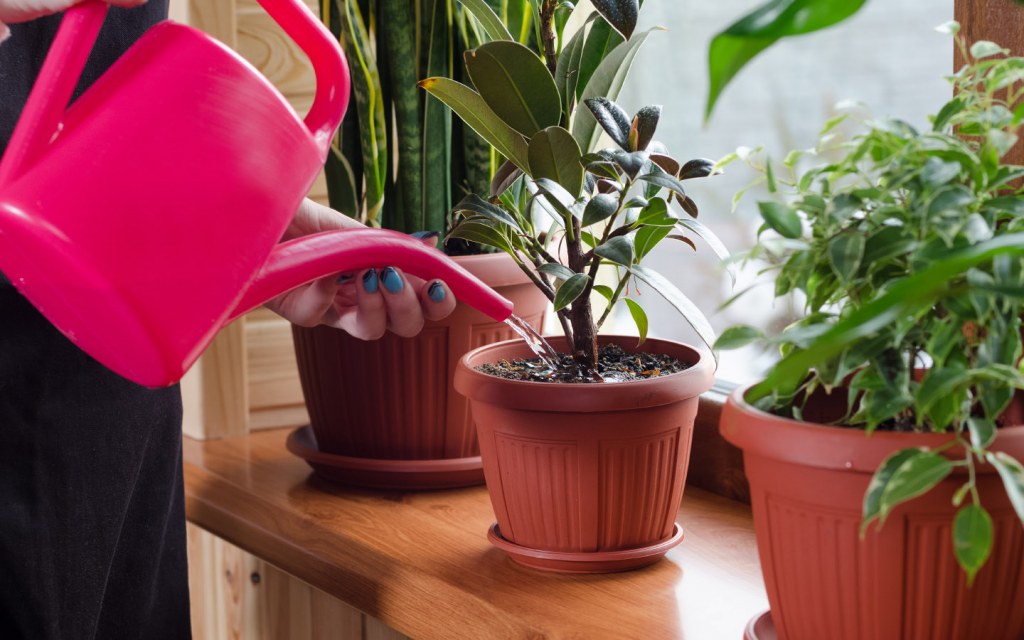 House sitter watering indoor plants 