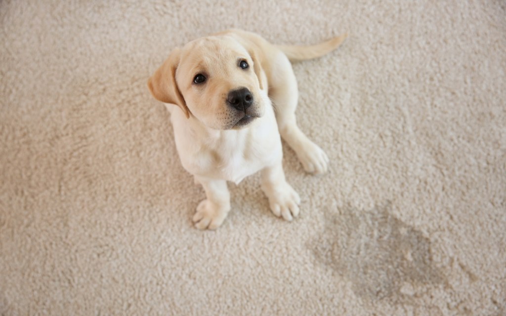 Pet odours are hard to eradicate with regular cleaners, which is why white vinegar is your saviour