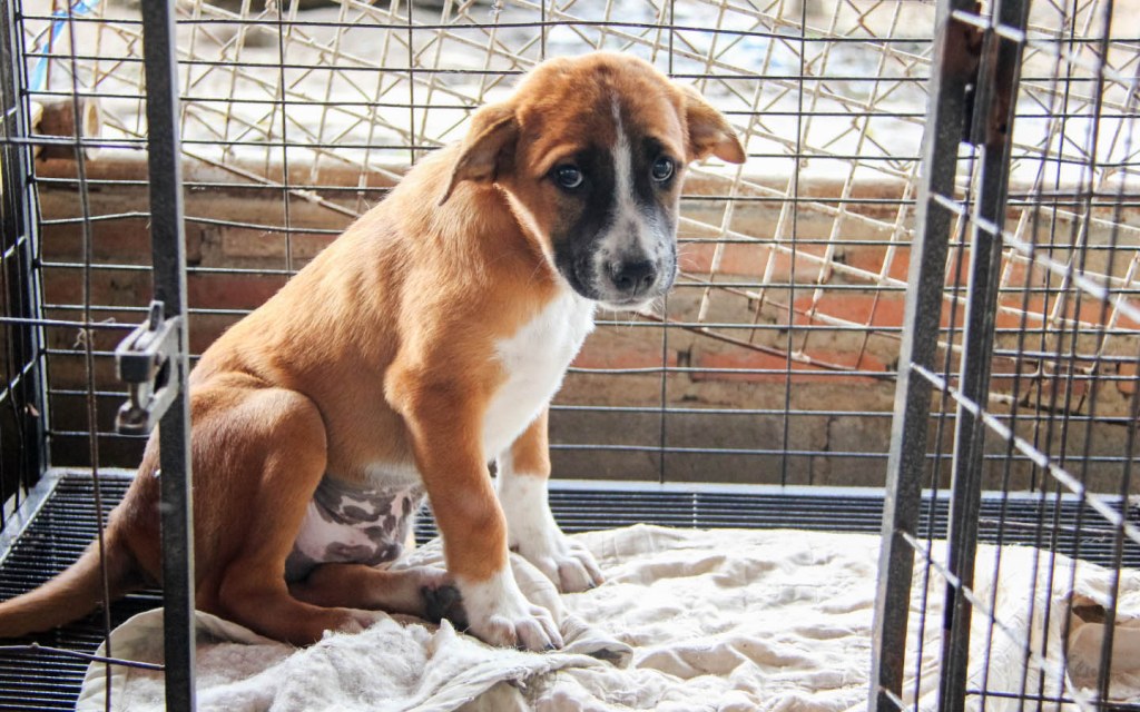 Edhi Foundation Animal rescue