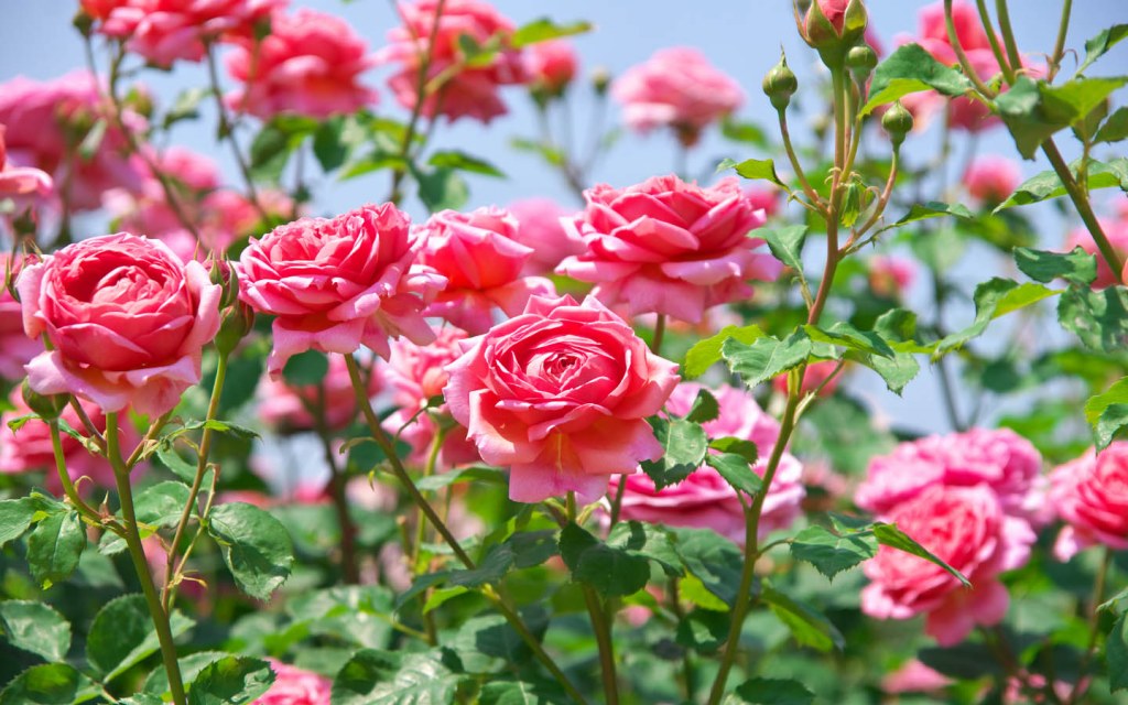 Rose and Jasmine Garden in Islamabad