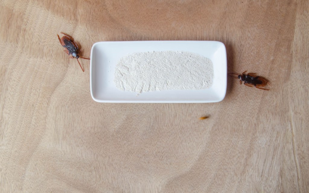 Kill cockroaches using a natural bait