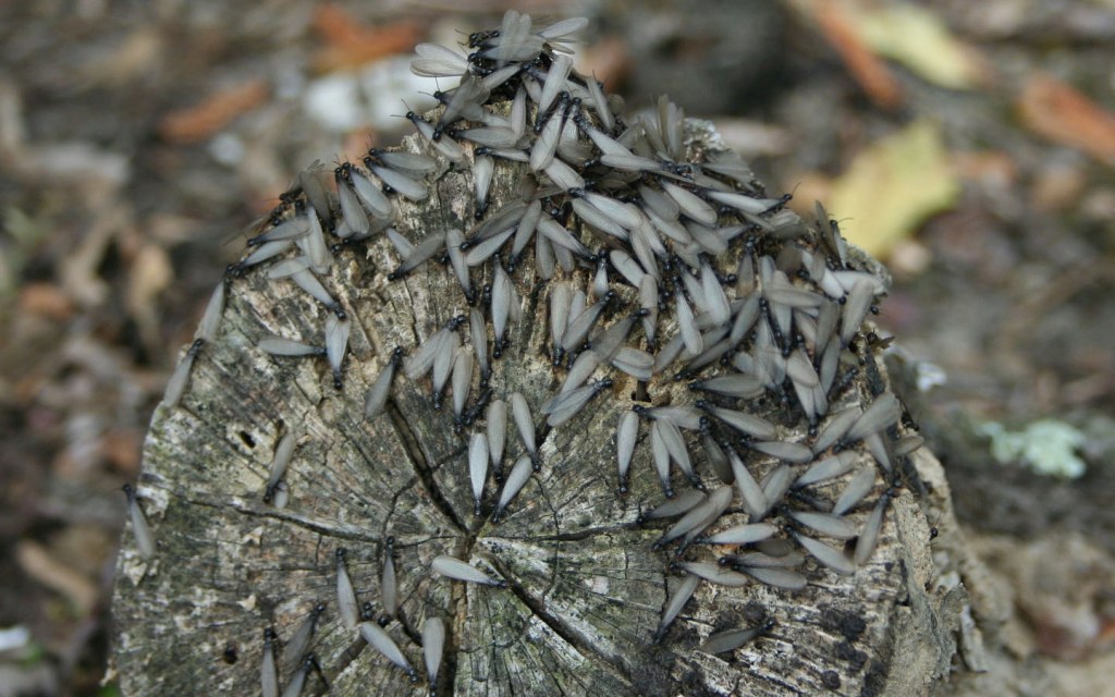 Any kind of cellulose attracts termites