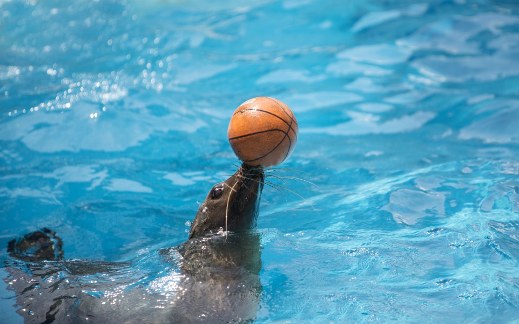 A sea lion performing in Lahore's dolphin show