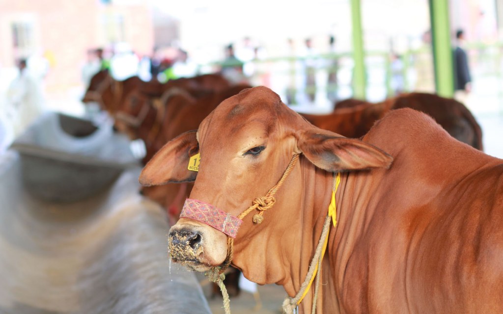 Famous Cow & Bakra Mandis in Pakistan for Eid ul Adha | Zameen Blog