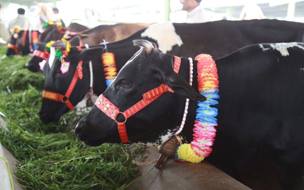 Cow mandis in Lahore