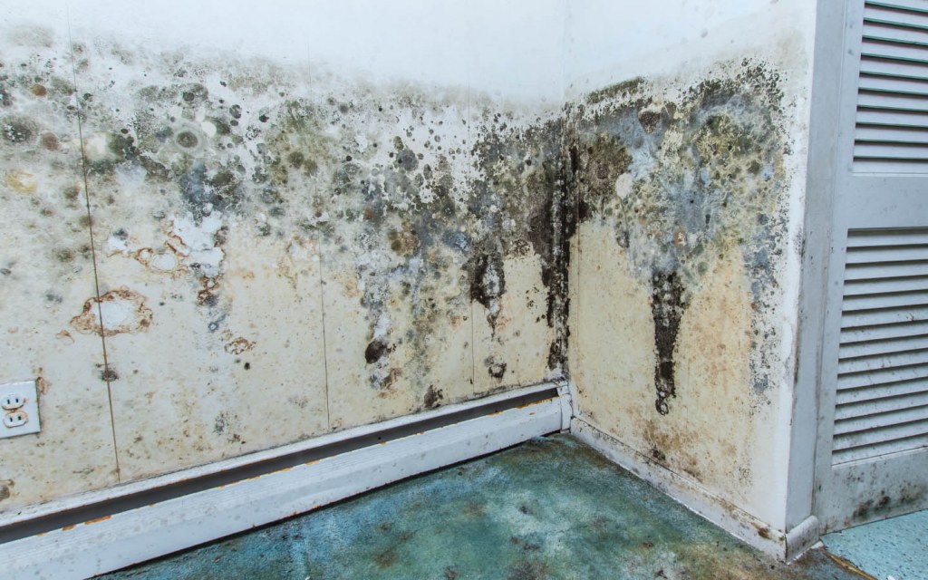 damp and damaged walls 
