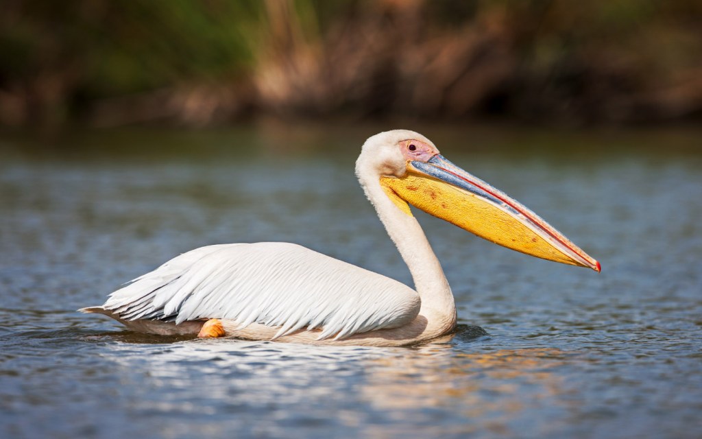 Islamabad Zoo is a home to great white pelican 
