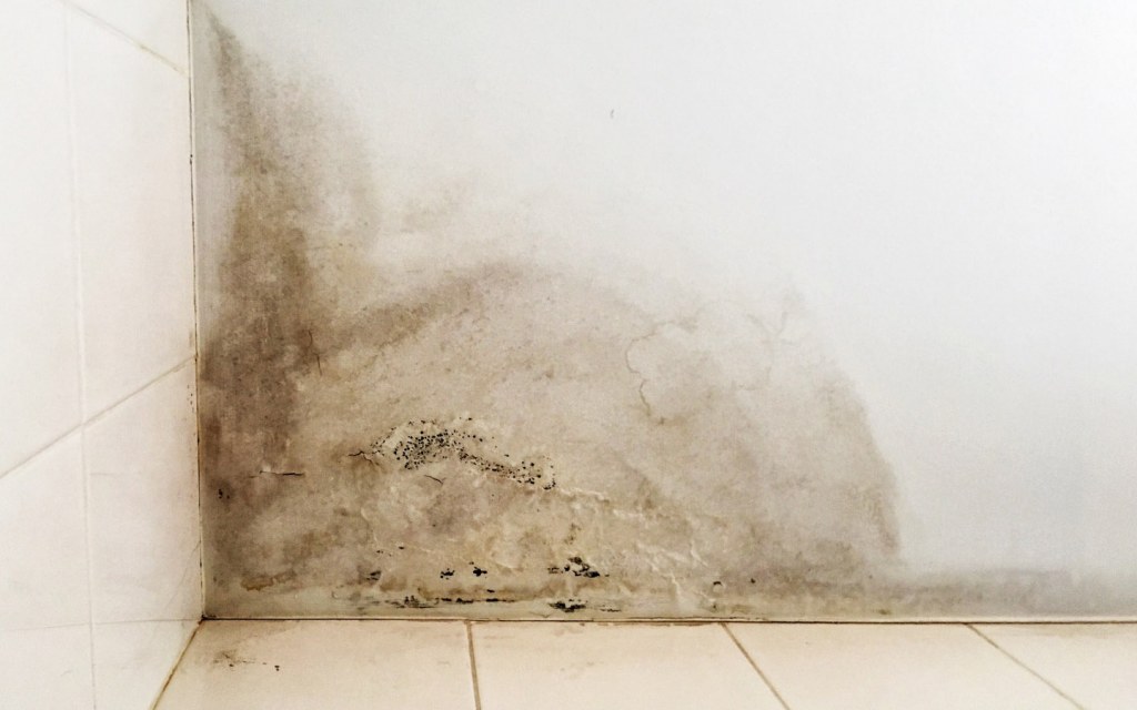 A DIY house inspection includes checking for mould
