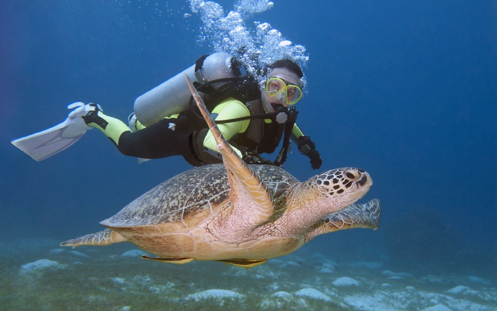 Underwater diver with a sea turtle 