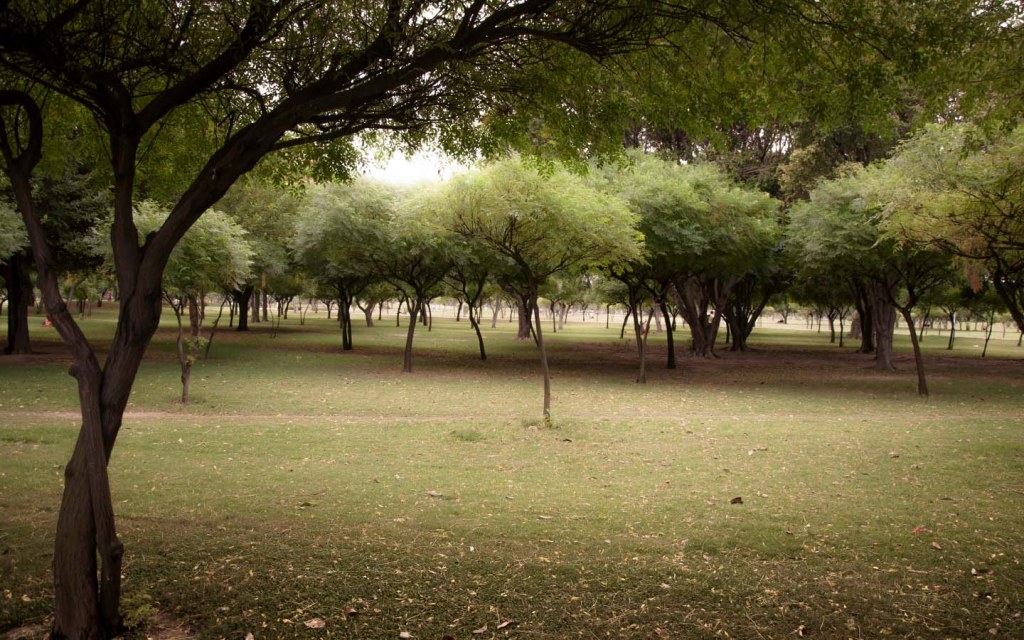 Urban forests in Pakistan will eventually reduce environmental pollution