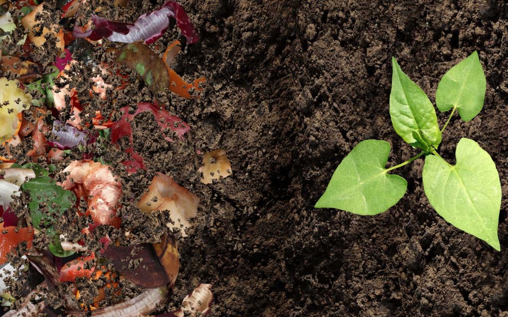 Make a compost using leftover kitchen scraps