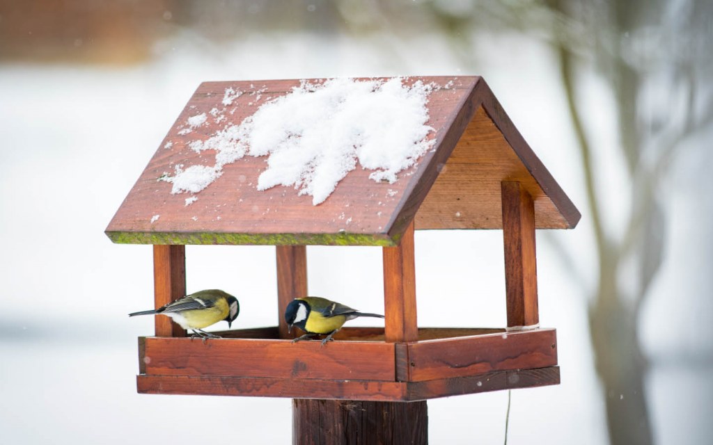 A bird feeder is a perfect garden feature to have