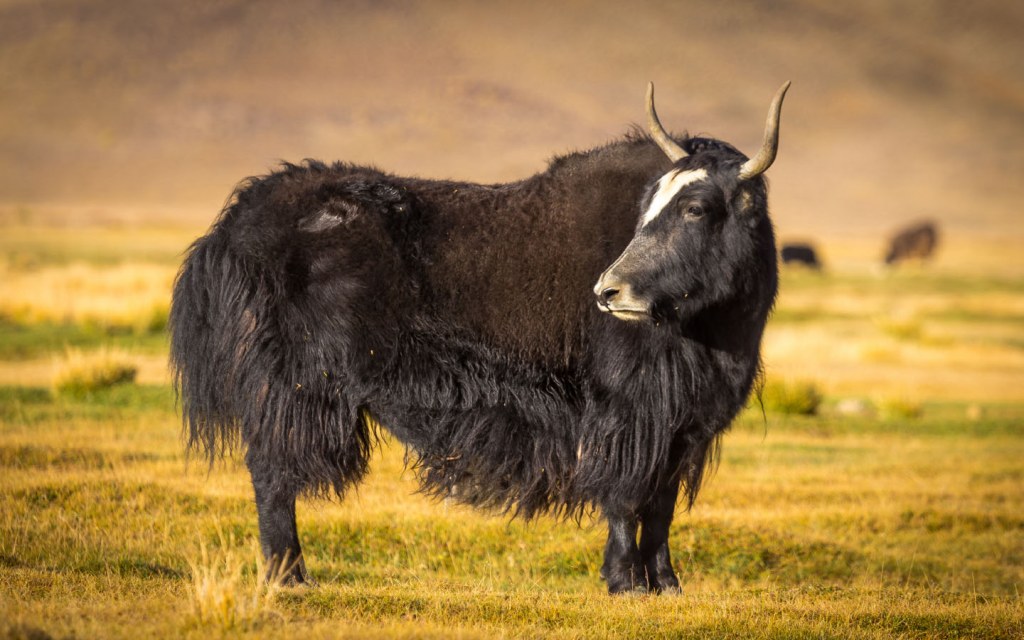 Residents of Broghil Valley sell yaks 