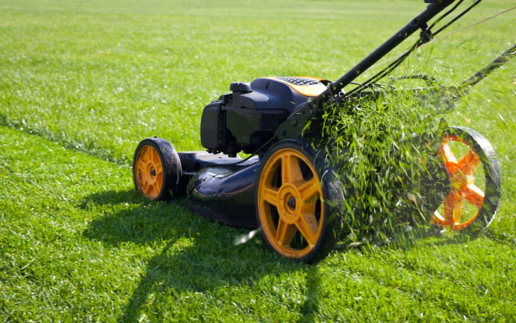 You will need to mow lawn when it grows to a certain height