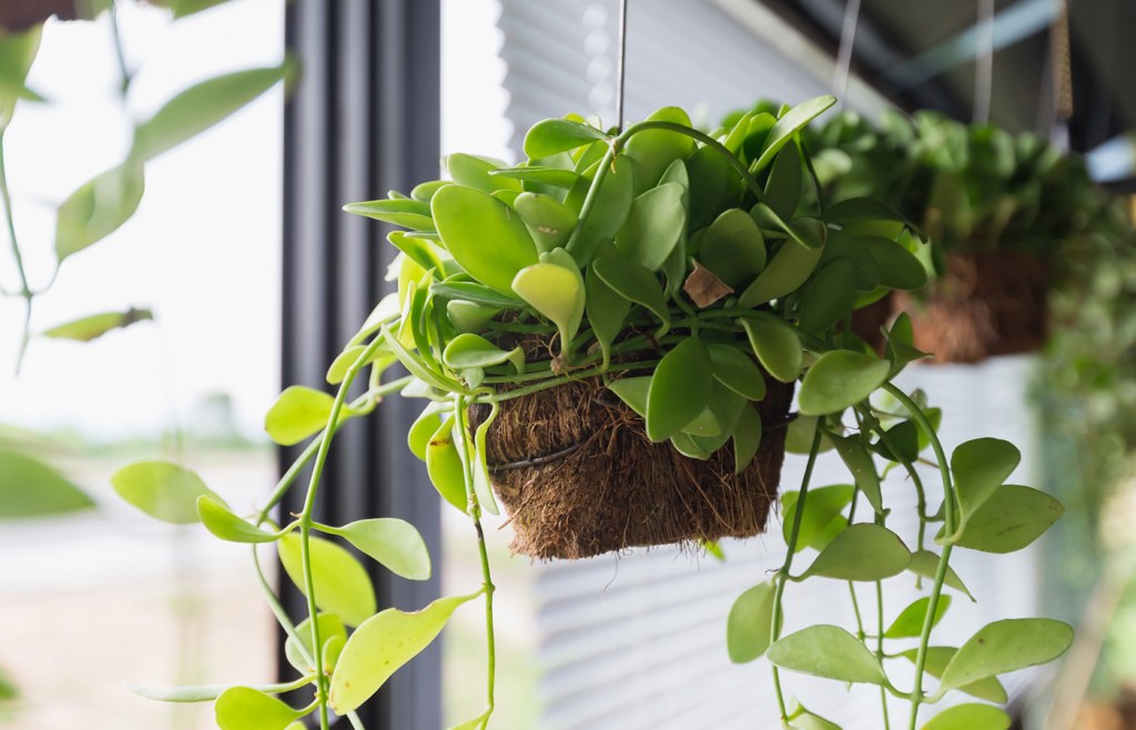 Retain moisture in your room by hanging plants
