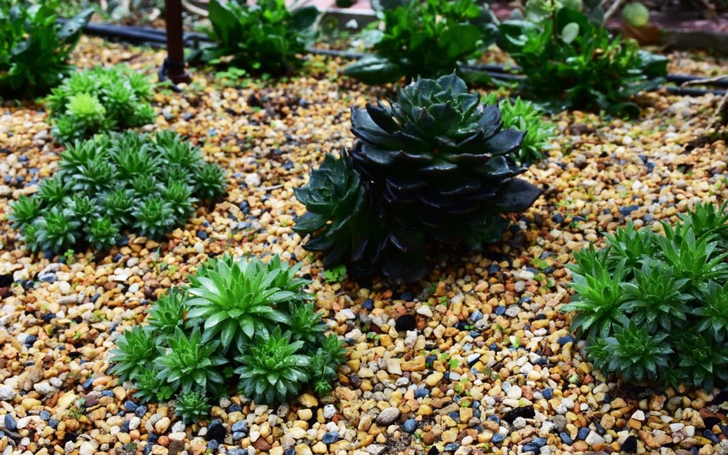 Having a rock garden is one of the best ideas for your front yard