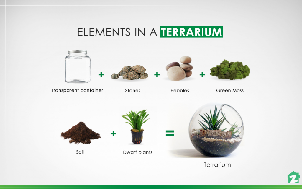 Some of the elements in a terrarium