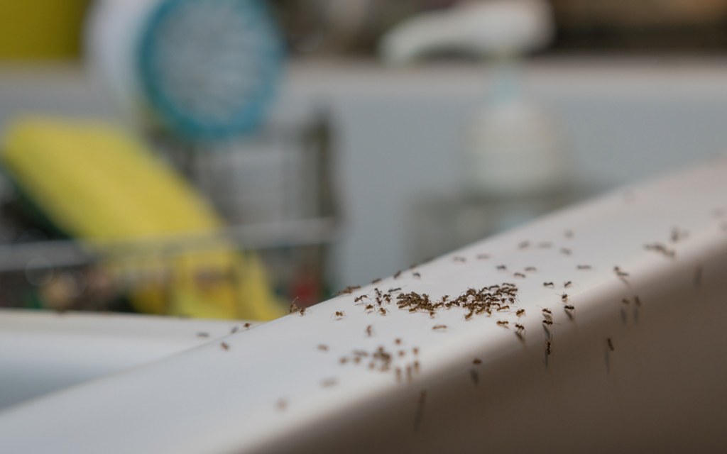 Check your bedrooms, kitchens, and bathrooms for signs of house pests