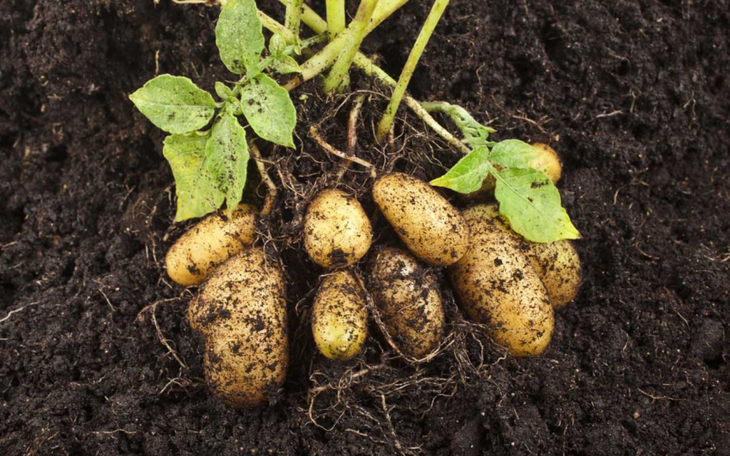 Grow potatoes at home