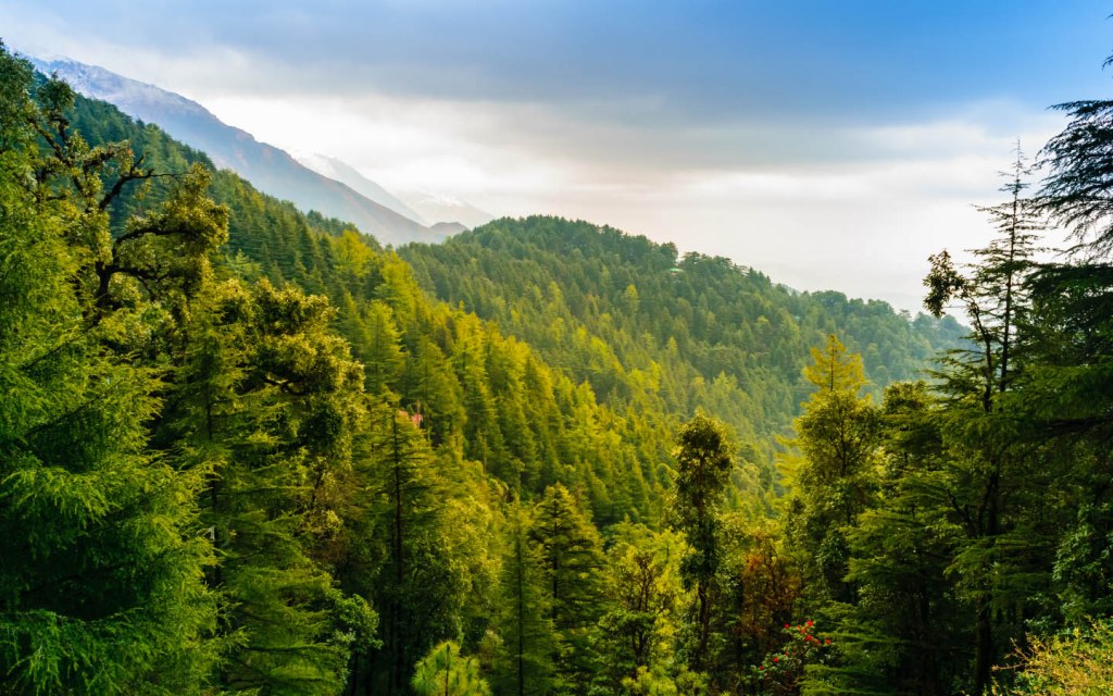 Alpine Forests are found in Gilgit and Swat 