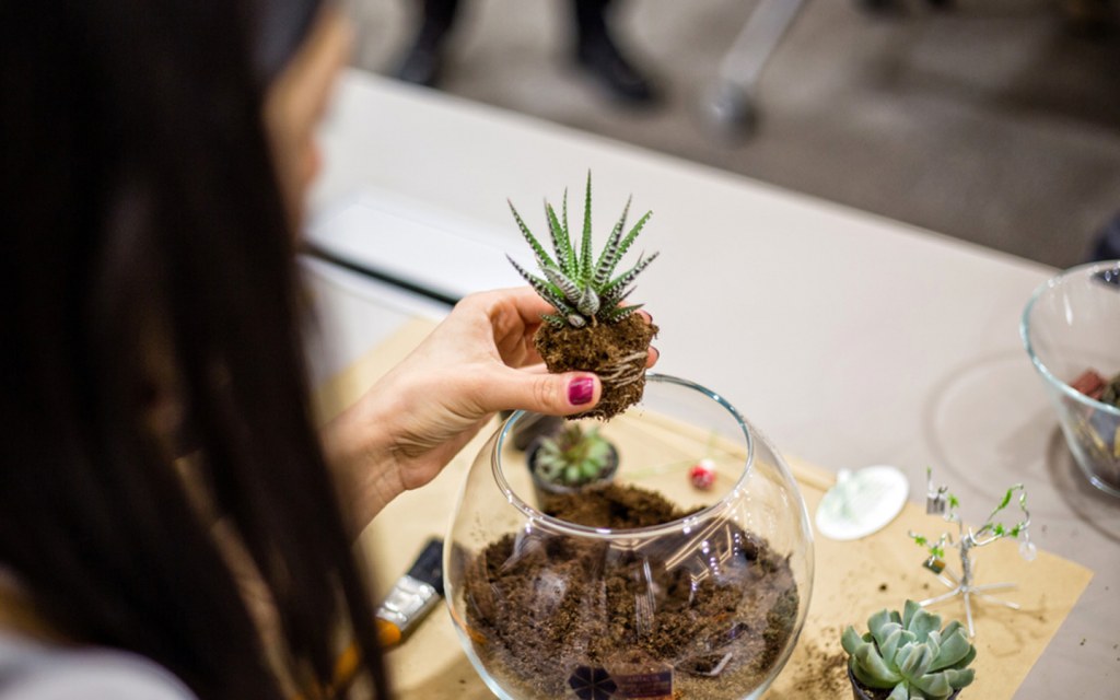 Terrariums are easy to maintain