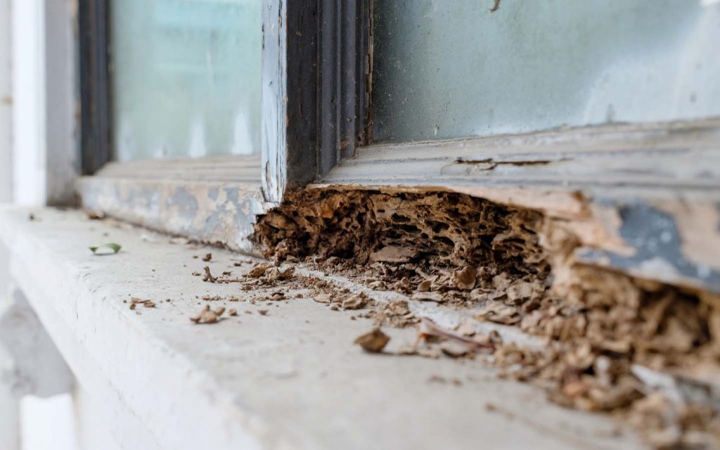 House pests only seem to grow with time if not treated 