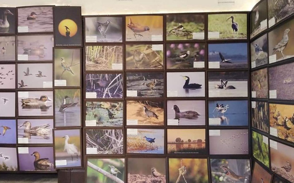 specimen and pictures of wildlife species in Sindh