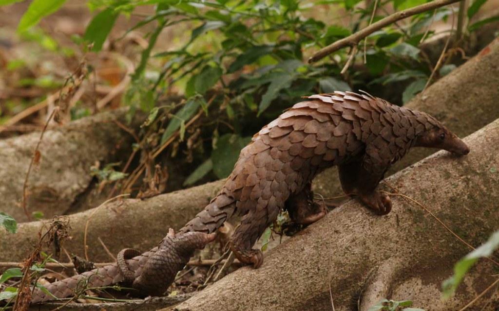 Pangolin is found in Kirthar National Park