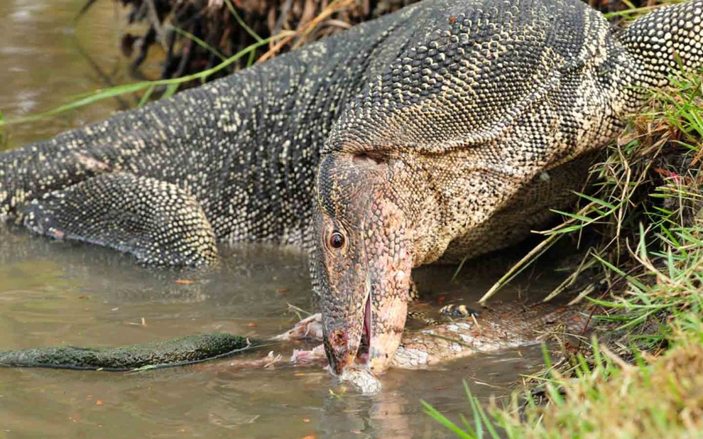 Monitor lizards are found in Mahal Kohistan Wildlife Sanctuary