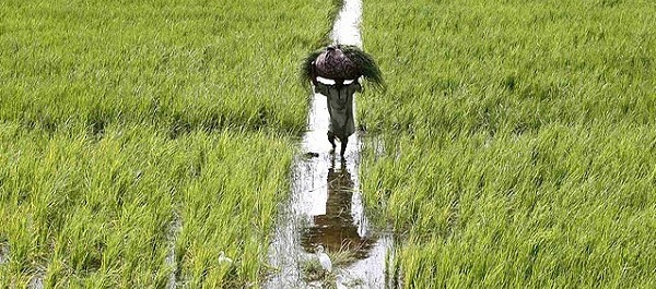 Dearth of agricultural acreage in peshawar