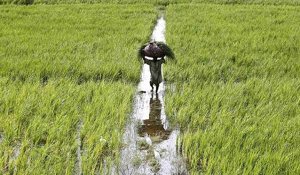 Dearth of agricultural acreage in peshawar