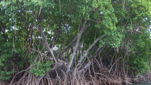 mangroves